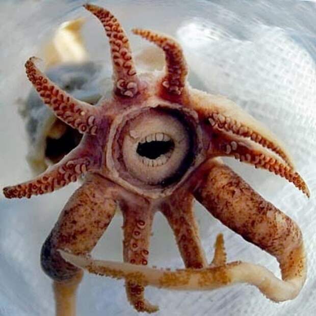 14. Зубастый кальмар (Promachoteuthis Sulcus) странные создания, творения природы, удивительное рядом