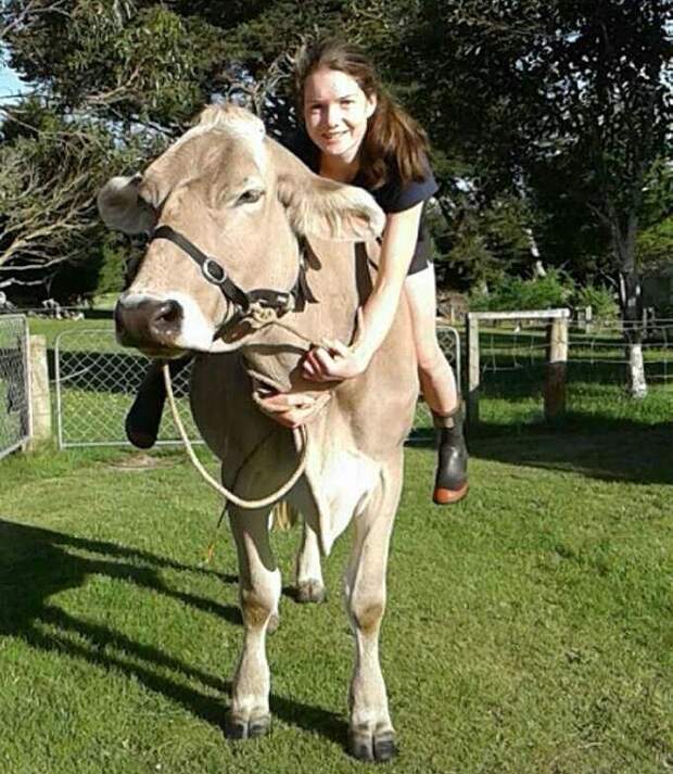 Эта корова из Новой Зеландии думает, что она — лошадь. А почему бы и нет! животные, корова