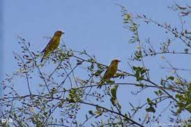 Численность птиц Краснодарского края снизится из-за сокращения территорий орнитологического парка