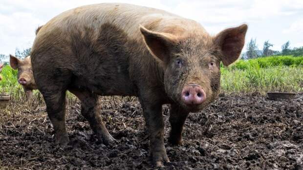 pig in mud