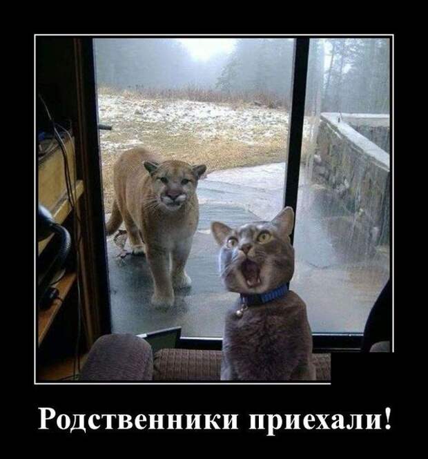 demotivatory-demotivator-smeshnye-demotivatory-demotivator-so-smyslom