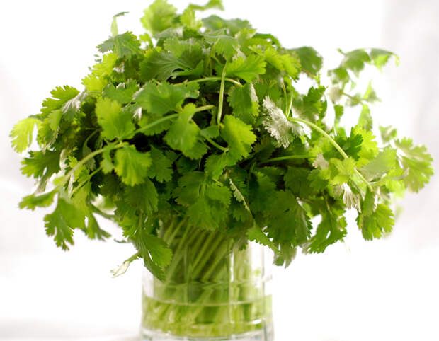 cilantro
