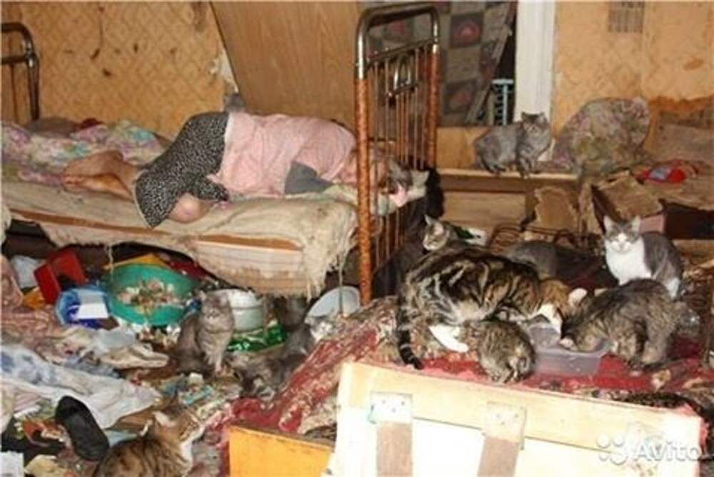 Квартира где умер человек. Кошка в квартире. Много котов в квартире. Кошки в грязной квартире.