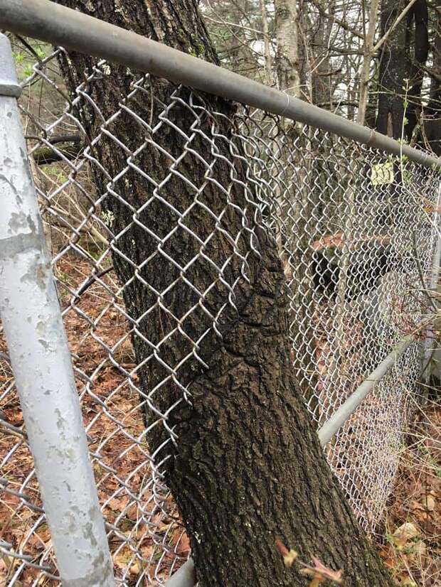 This Tree Growing Through A Fence This Tree Growing Through A Fence