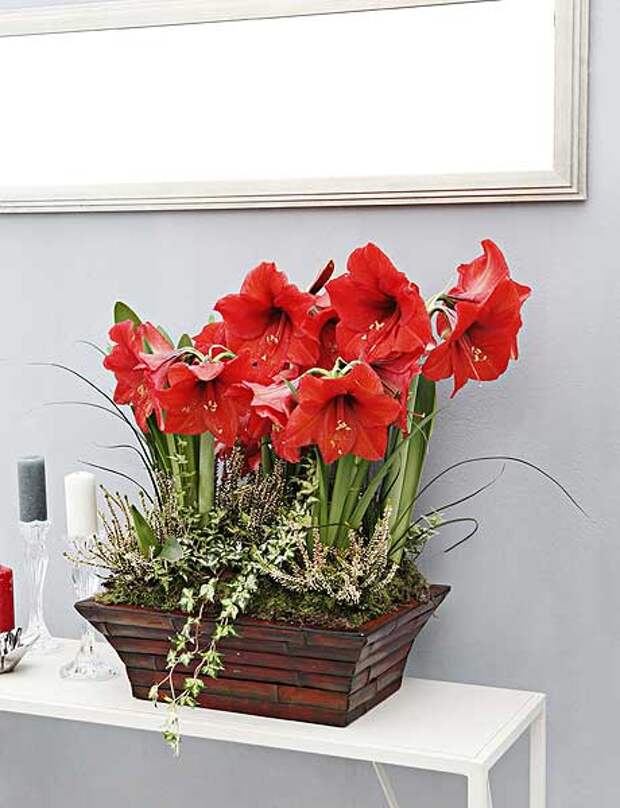 home-flowers-in-new-year-decorating3-3 (460x600, 37Kb)