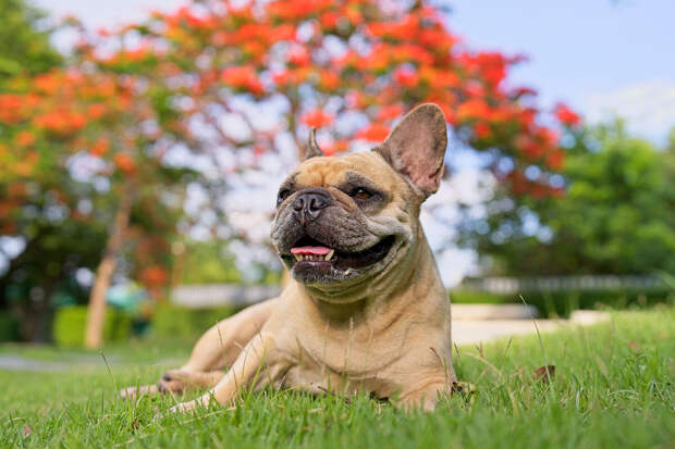 Кинолог Голубев: на аллергию у собаки может указывать кожный зуд