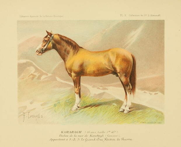 Неизвестное об ахалтекинских лошадях ахалтекинские лошади, коневодчество, кони, факты