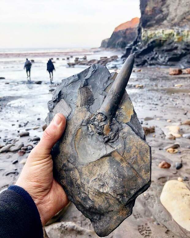 Белемнит - "чертов палец", еще одна находка на пляже! интересно, наука, находки, палеонтология