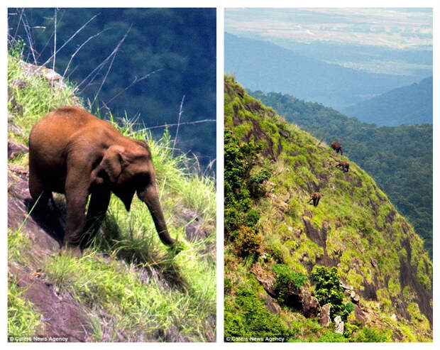 Индийские слоны не ищут легких путей! индия, слоны, удивительное рядом