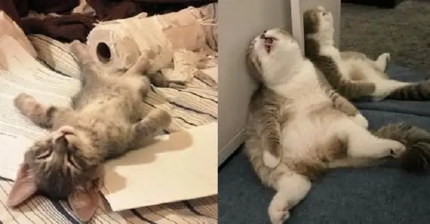 Милые котики, спящие в странных позах и местах