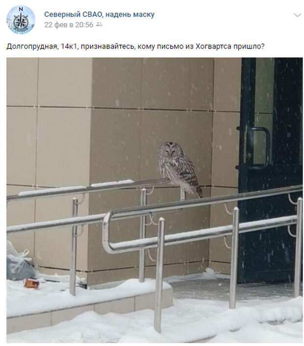 Дикая неясыть помогла жителям дома 14 на Долгопрудном убрать мусор