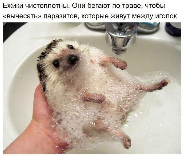 Факты о ежах