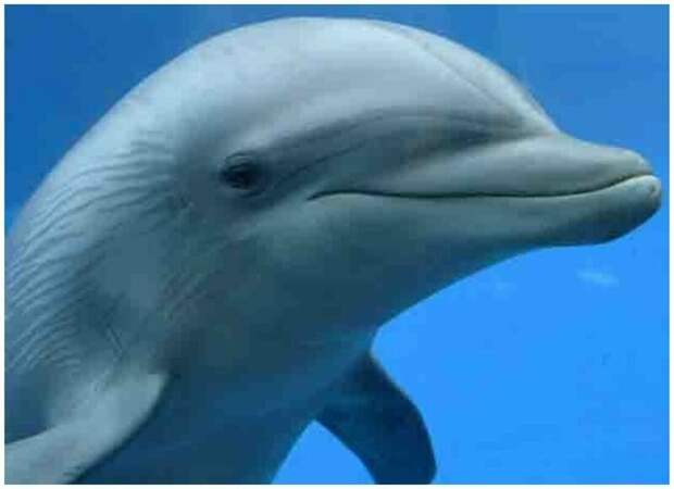 Умнейший дельфин животные, интересное, природа, строение, таксидермист, факты, черепа