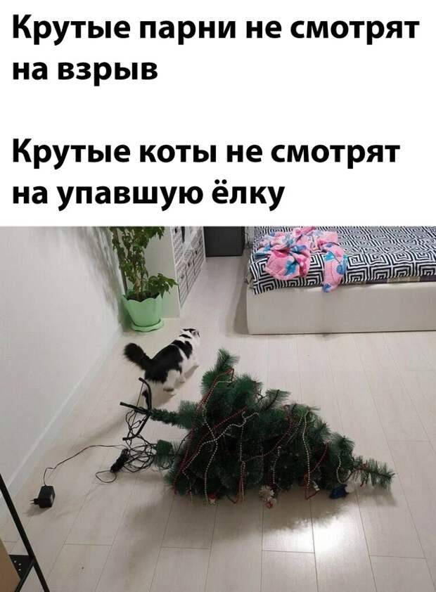 Смешные картинки 27 декабря 2021 года