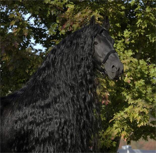 Фредерик Великий — самый красивый конь в мире, чья роскошная грива сводит людей с ума (7 фото)