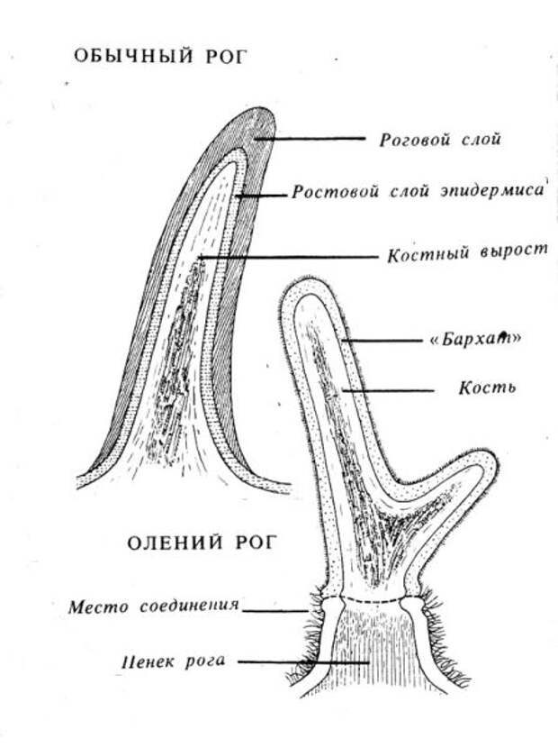 Что олень может сбросить, а обманутый муж — нет? Рога и их назначение