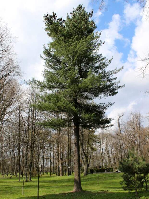 Сосна веймутова (сосна белая восточная) фото (лат. Pinus strobus)