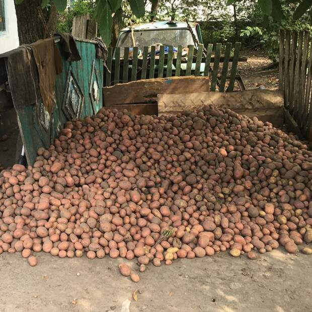 Беларусы капаюць бульбу бульба, работа, соцсети, фото