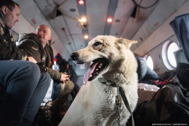собака в салоне вертолёта Ми-8, Красавиа