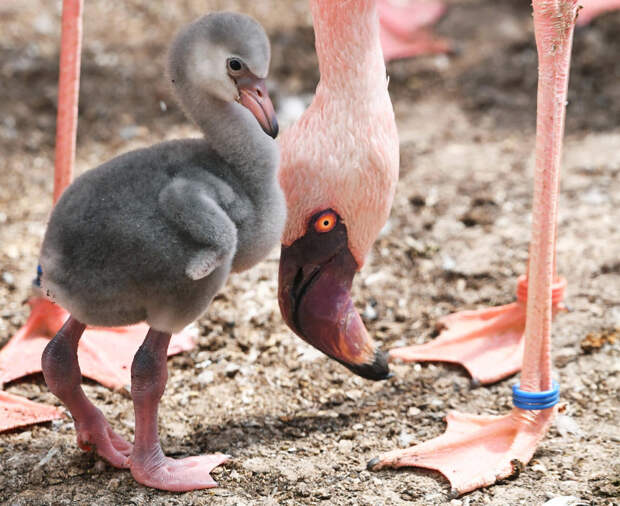 Пока еще не розовый. 1-недельный птенец розового фламинго. (Фото Uli Deck): животные, фото