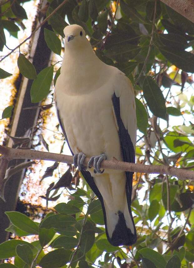 alt