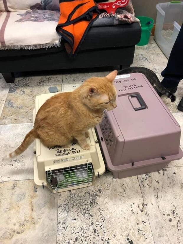 Кот на переноске Кот чидит