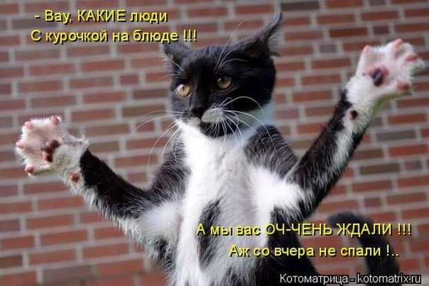 Лучшие котоматрицы недели (50 фото)