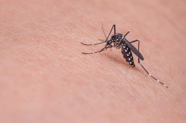 Роскачество не нашло ни одного идеального средства от комаров