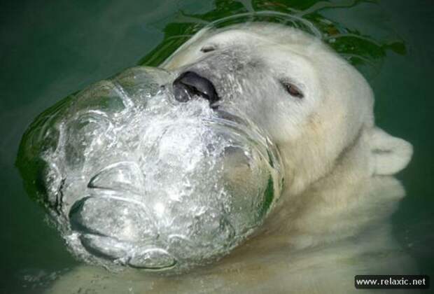 funny_animals_160
