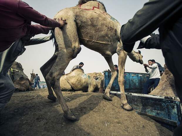 cairo-camel-market-2_95340_990x742