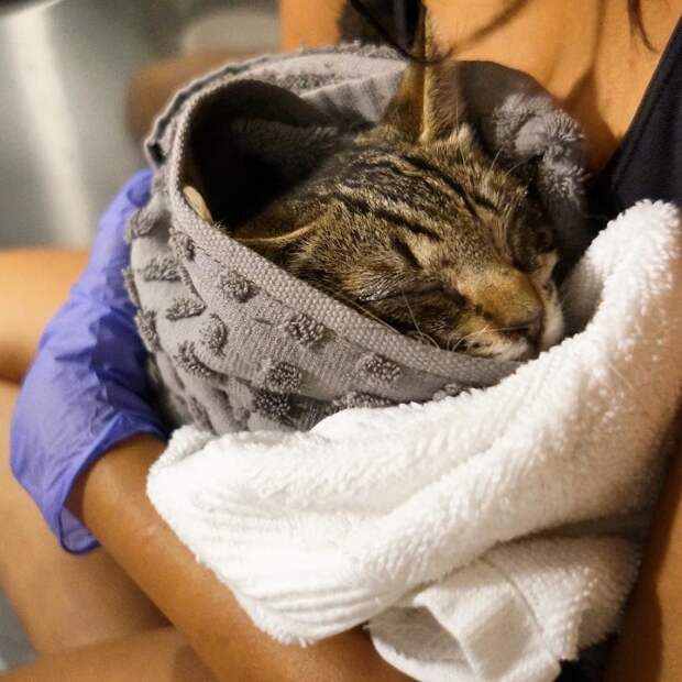 Без кота и жизнь не та
