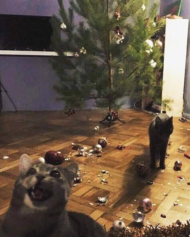 коты и елки