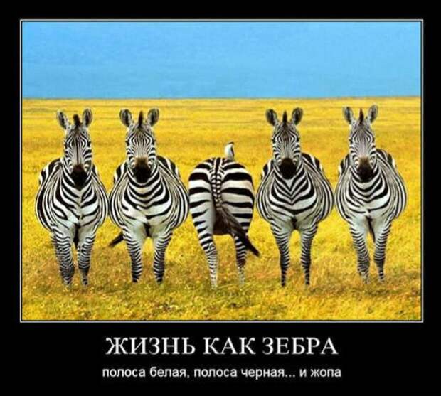 Муж с женой пришли в зоопарк, подходят к клетке...