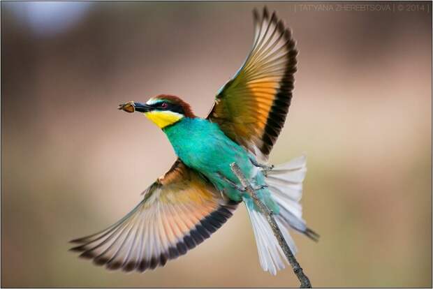 Золотистая щурка. Красивые фотографии красивой птицы.
