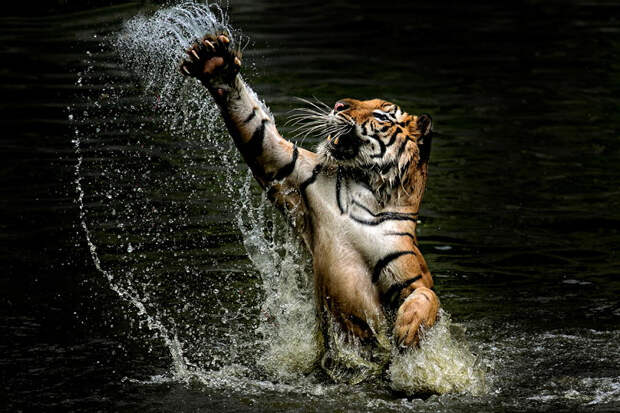 Тигры – дикий животный магнетизм в 30 потрясающих фотографиях 13