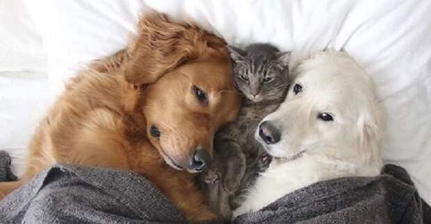 Как одно целое живут вместе две собаки и кот