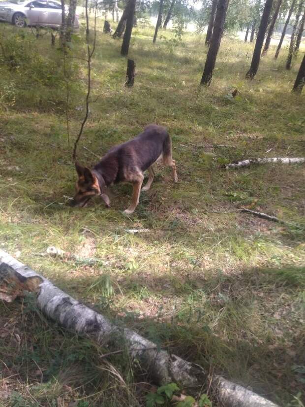 Собака на охоте за грибами.