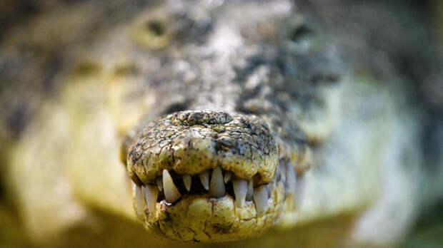 Голову и бюстгальтер съеденной женщины извлекли из желудка крокодила