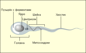 Что у Путина внутри "ящика Пандоры", который он может однажды открыть?