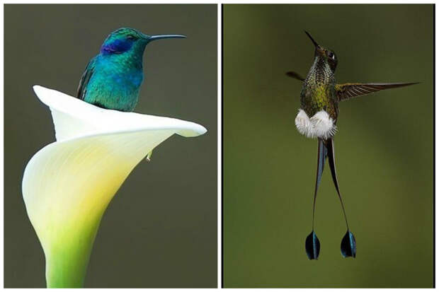 И в день съедают нектара больше своего веса интересное, колибри, природа, птицы, факты, фауна