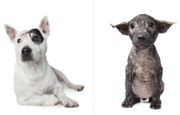 Портреты собак-инвалидов, которые прекрасны в своём несовершенстве