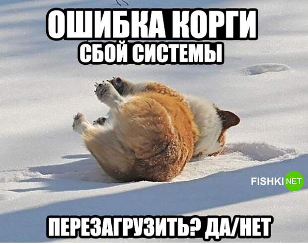 34 самых смешных собачьих фото, известных человечеству животные, мемы, собаки, юмор