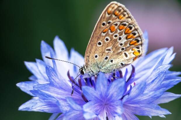 Записки астраханского натуралиста. Красота бабочек