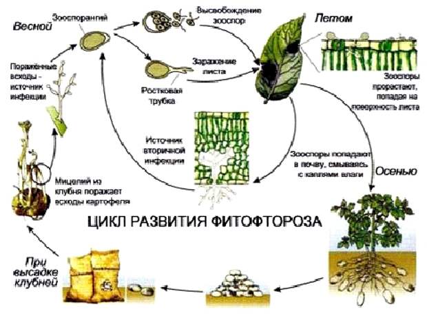 Цикл развития фитофторы