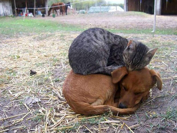 Кошки, которые любят тепло