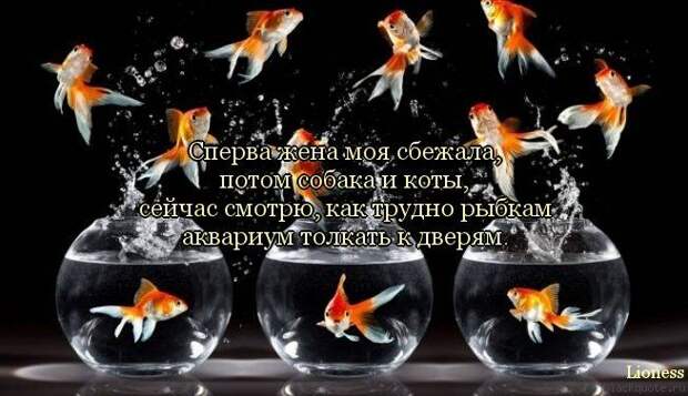 ПРИКОЛЬНЫЕ ВЫРАЖЕНИЯ И ФРАЗЫ ПРИКОЛЬНЫЕ ВЫРАЖЕНИЯ И ФРАЗЫ