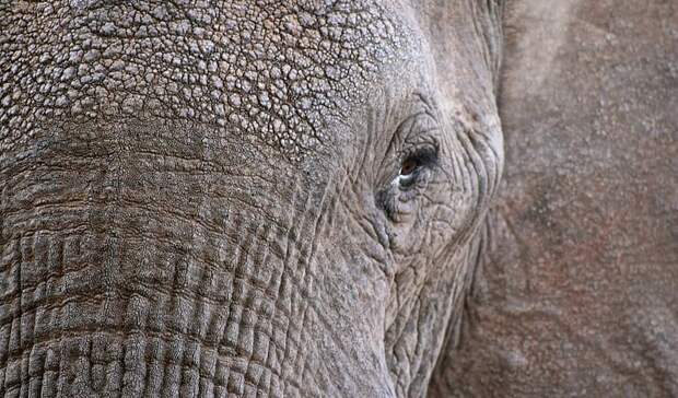 Челябинские инспекторы проверят состояние изможденного циркового слона