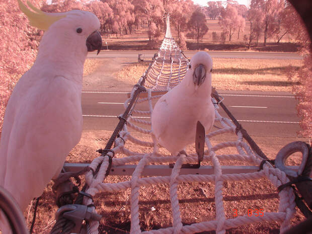 Веревочный мост для попугаев на автостраде Австралии