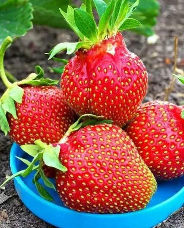 сорт земляники "Царица"