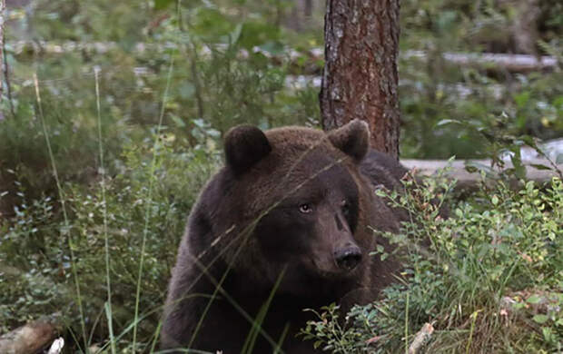 Медведи Животные правят Чернобылем, животные в чернобыле, зона отчуждения